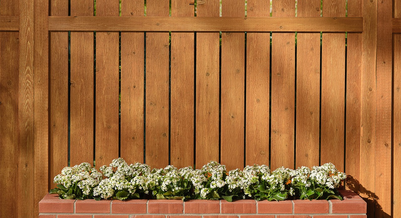 Stained fence in backyard with brick planter and white flowers. 